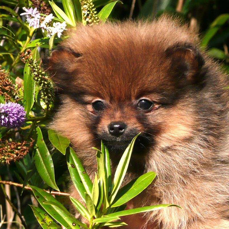 Elevage de chiens Spitz dans les Côtes d'Armor (22)