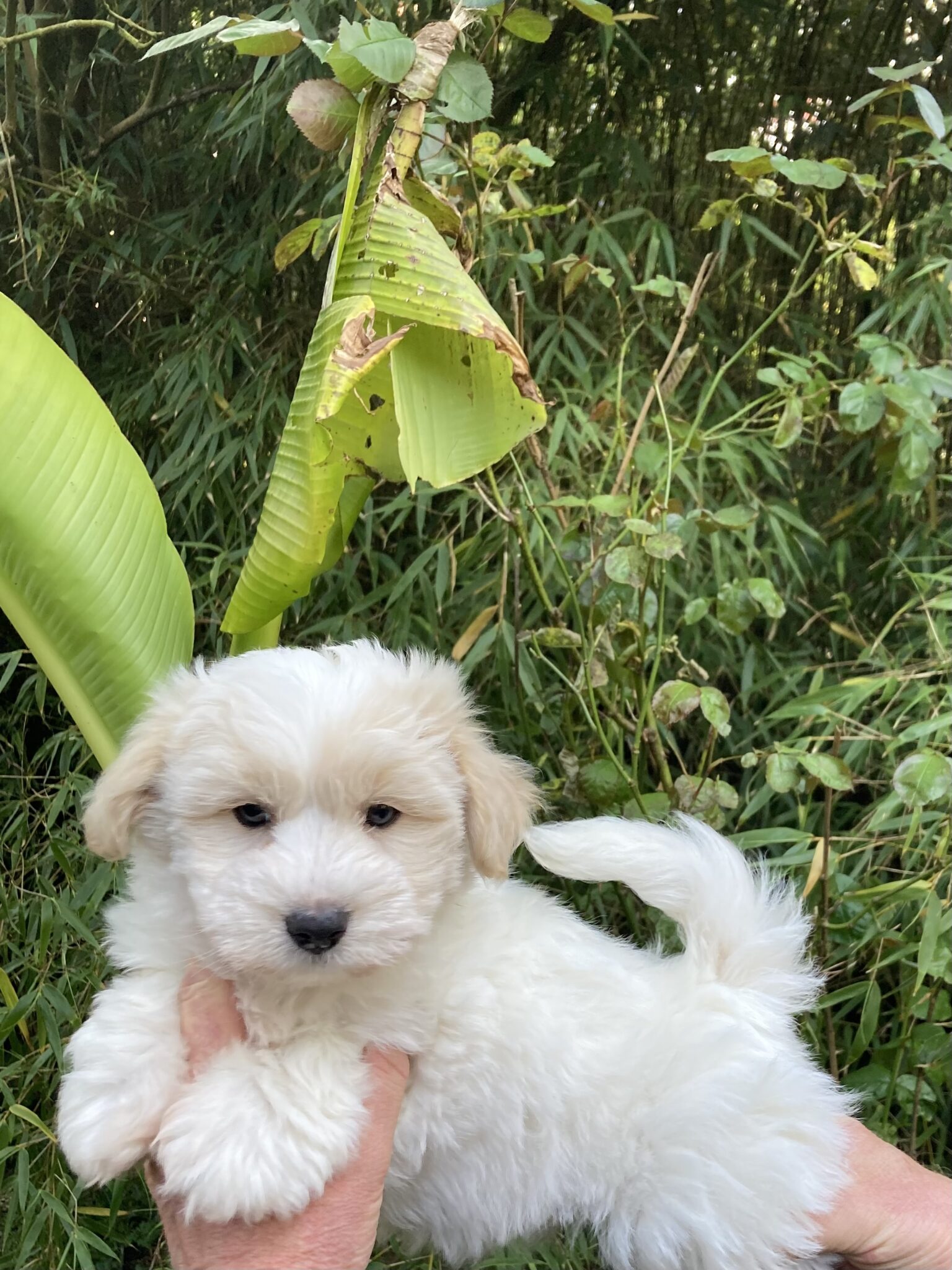 Elevage de chien Coton de Tuléar à PlounévezMoëdec (22)