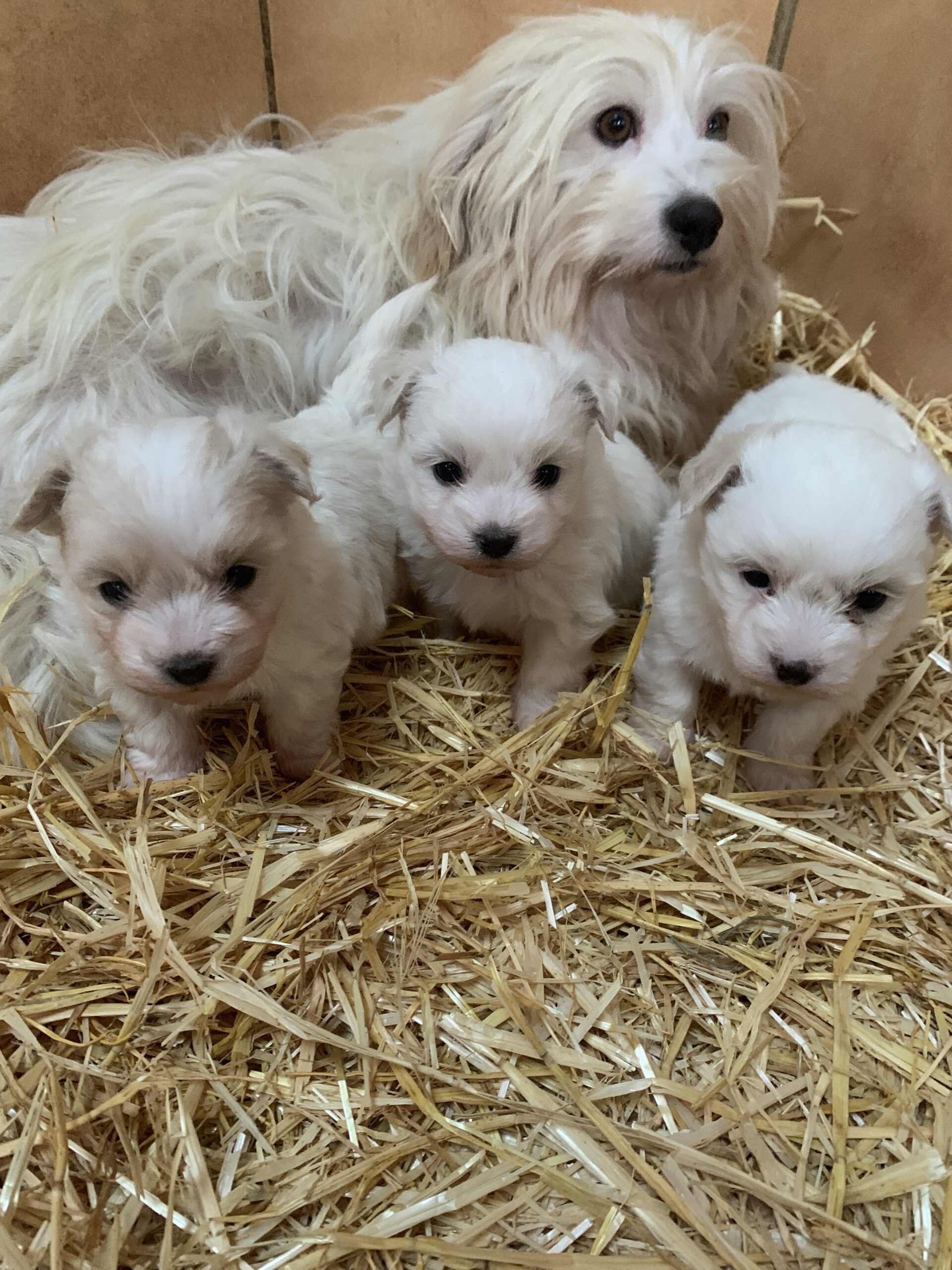 Elevage de chien Coton de Tuléar à PlounévezMoëdec (22)
